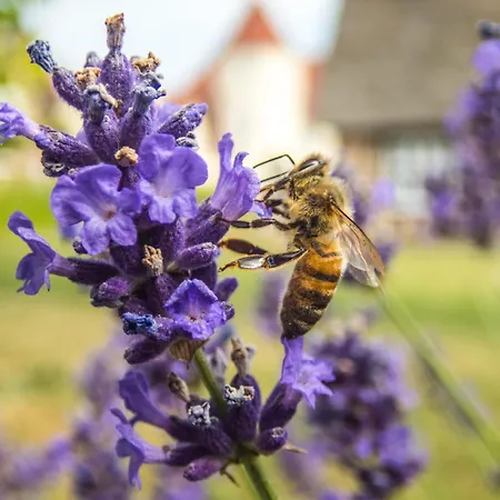 Gl. Avernaes Sinatur & Konference Hotell Ebberup